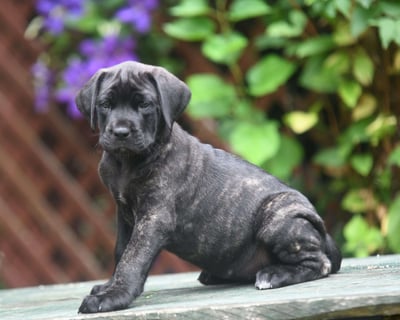 English Mastiff Puppies for Sale