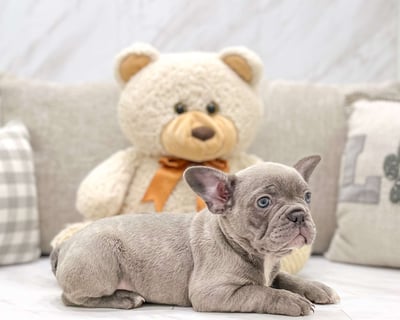 Frenchton Puppies for Sale 