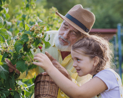 Old man and girl picking raspberries