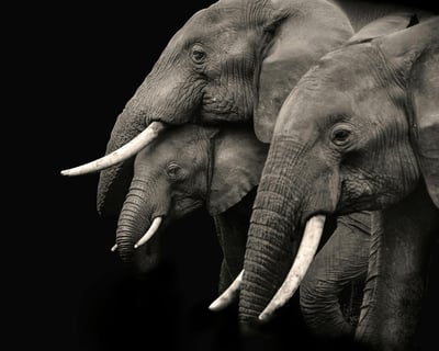 two elephants are standing next to each other