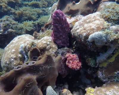 Actividad de protección de arrecifes. Buceo en Puerto Cortes Honduras