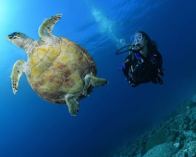 Buceo y snorkeling en Puerto Cortes Honduras. Centro de buceo SSI (scuba School International)