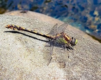 Powers - dragonfly resting on a rock at the Coquille River
