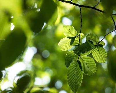 Feuille de hêtre