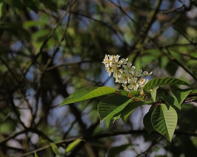 Feuille et fleur de merisier