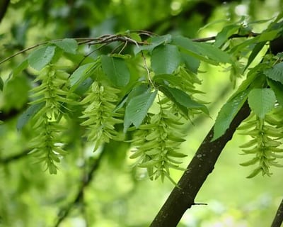 Feuille et fruit du charme