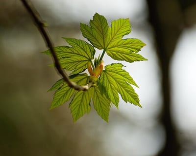 Feuille d'érable