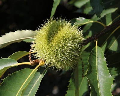 Feuille et fruit de châtaignier