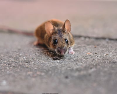 souri, souris, rat, rats, rongeur