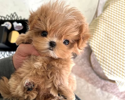 Teacup Maltipoo Puppies for Sale