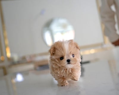Teacup Maltipoo Puppies for Sale