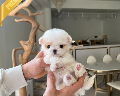 Teacup Maltipoo Puppies for Sale