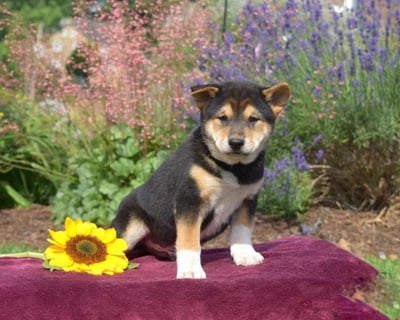 Shiba Inu puppies for sale
