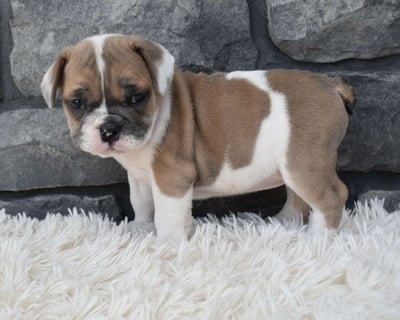 Beabull Puppies for Sale