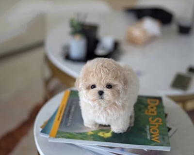 Teacup Maltipoo Puppies for Sale