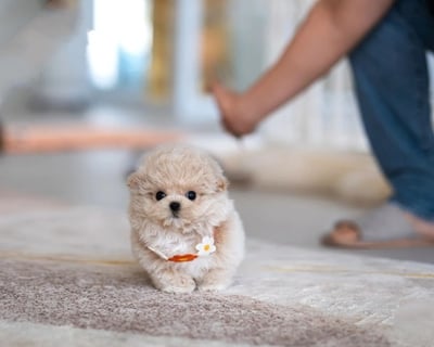 Teacup Maltipoo Puppies for Sale