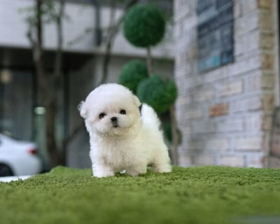 Teacup Maltipoo Puppies for Sale