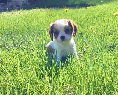 Cavalier King Charles Spaniel Puppies for Sale