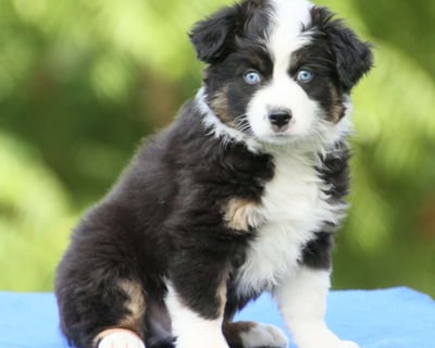 Miniature Australian Shepherd Puppies for Sale