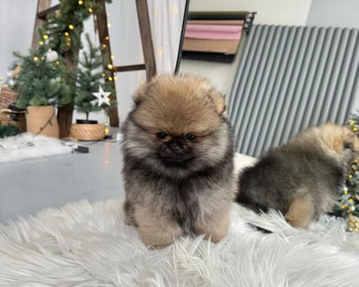 Teacup Pomeranian Puppies for Sale