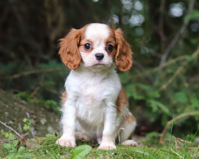 Cavalier King Charles Spaniel Puppies for Sale