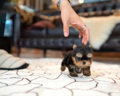Teacup Yorkies for Sale
