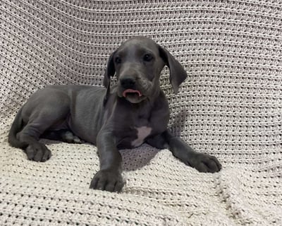Great Dane Puppies for Sale