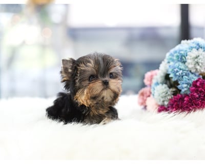 Teacup Yorkies for Sale