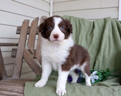 Border Collie Puppies for Sale