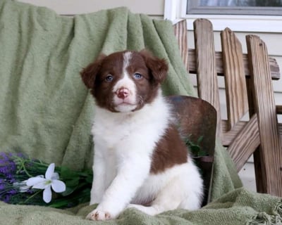 Border Collie Puppies for Sale