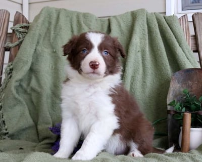 Border Collie Puppies for Sale