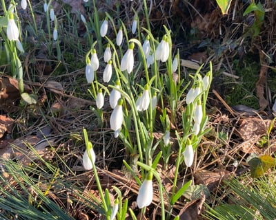 snowdrops