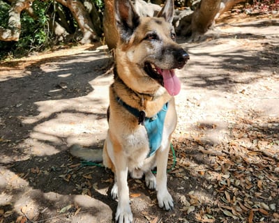 A German Shepherd dog sits and waits under a tree