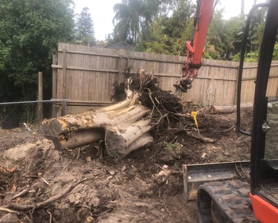 One of the many tree roots we removed.