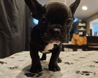 French Bulldog Puppies for Sale