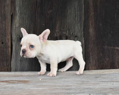 French Bulldog Puppies for Sale