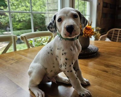 Dalmatian Puppies for Sale
