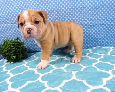 Beabull Puppies for Sale