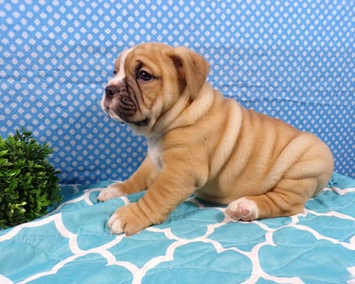 Beabull Puppies for Sale