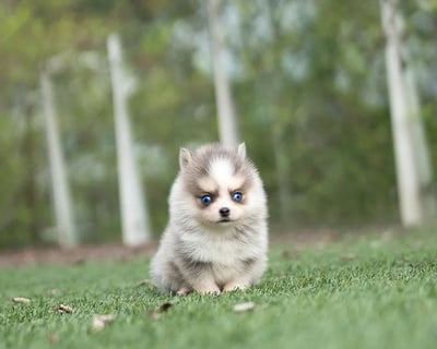 Pomsky Puppies for Sale