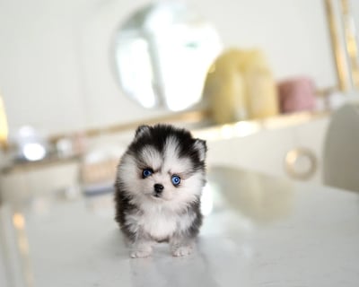 Pomsky Puppies for Sale