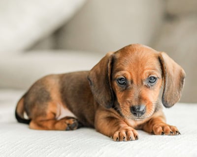Dachshund puppies for sale