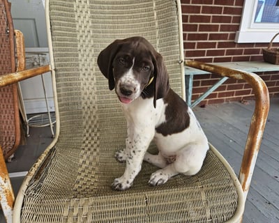 German Shorthaired Pointer Puppies for Sale