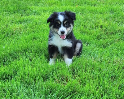 Australian Shepherd Puppies for Sale