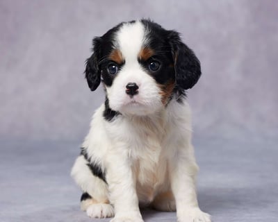 Cavalier King Charles Spaniel Puppies for Sale