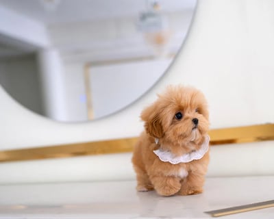 Maltipoo Puppies for Sale
