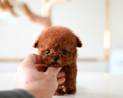 Poodle Puppies for Sale
