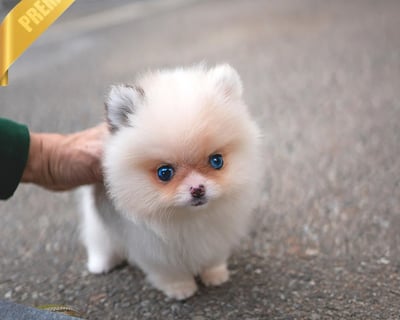 Pomsky Puppies for Sale