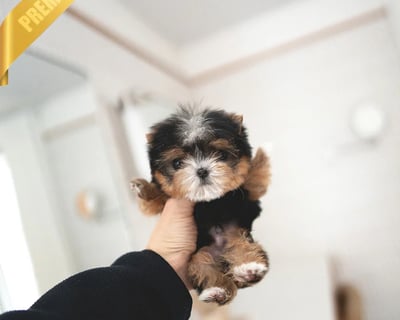Morkie Puppies for Sale 
