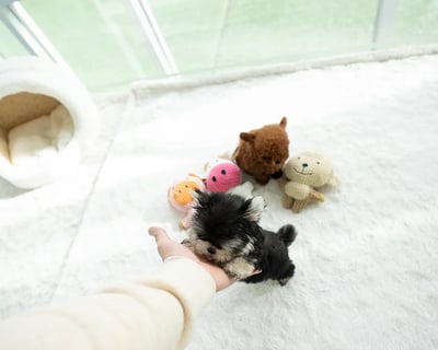 Teacup Morkie puppies for sale